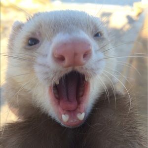 Meet your Posher, Avery