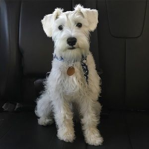 Meet your Posher, Scotty