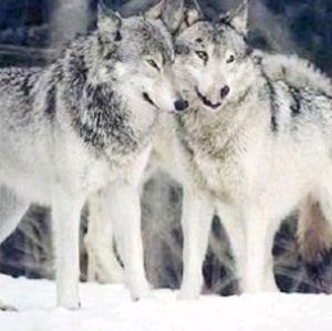 Meet your Posher, Anita