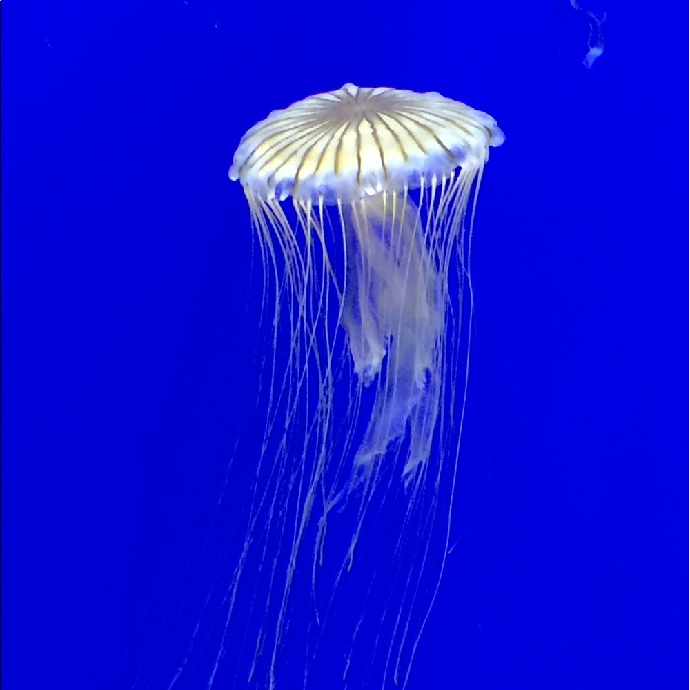 Meet your Posher, Chrissy