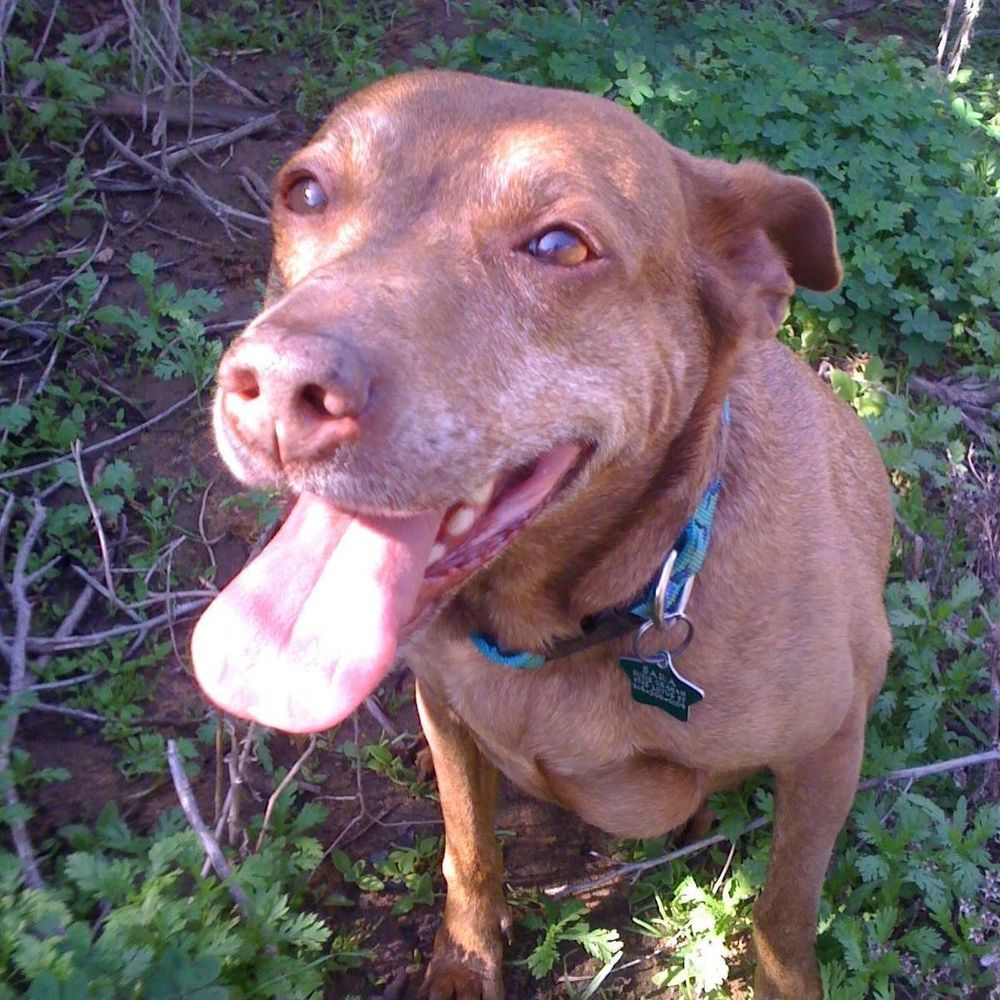 Meet your Posher, Suzie