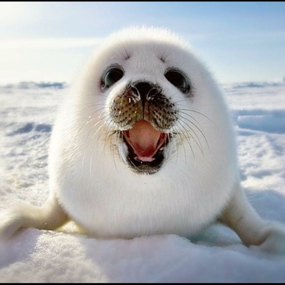 Meet your Posher, Wouzi