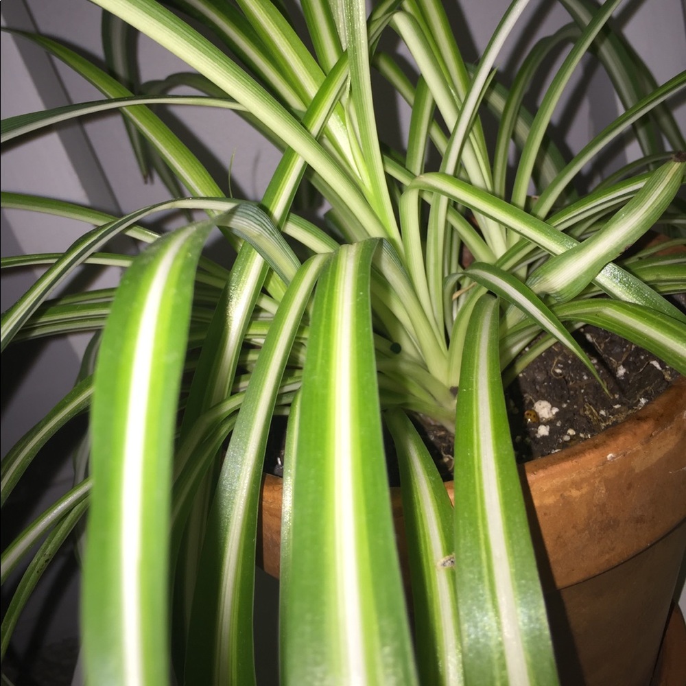 Meet your Posher, Logan