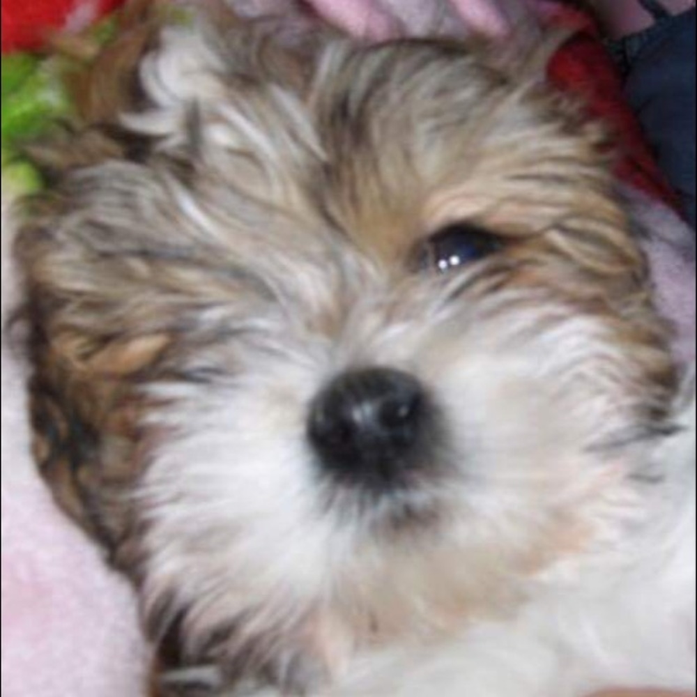 Meet your Posher, Mia