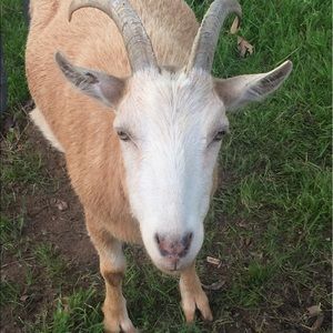 Meet your Posher, Mark