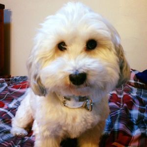 Meet your Posher, Lucas