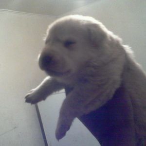 Meet your Posher, Reginald