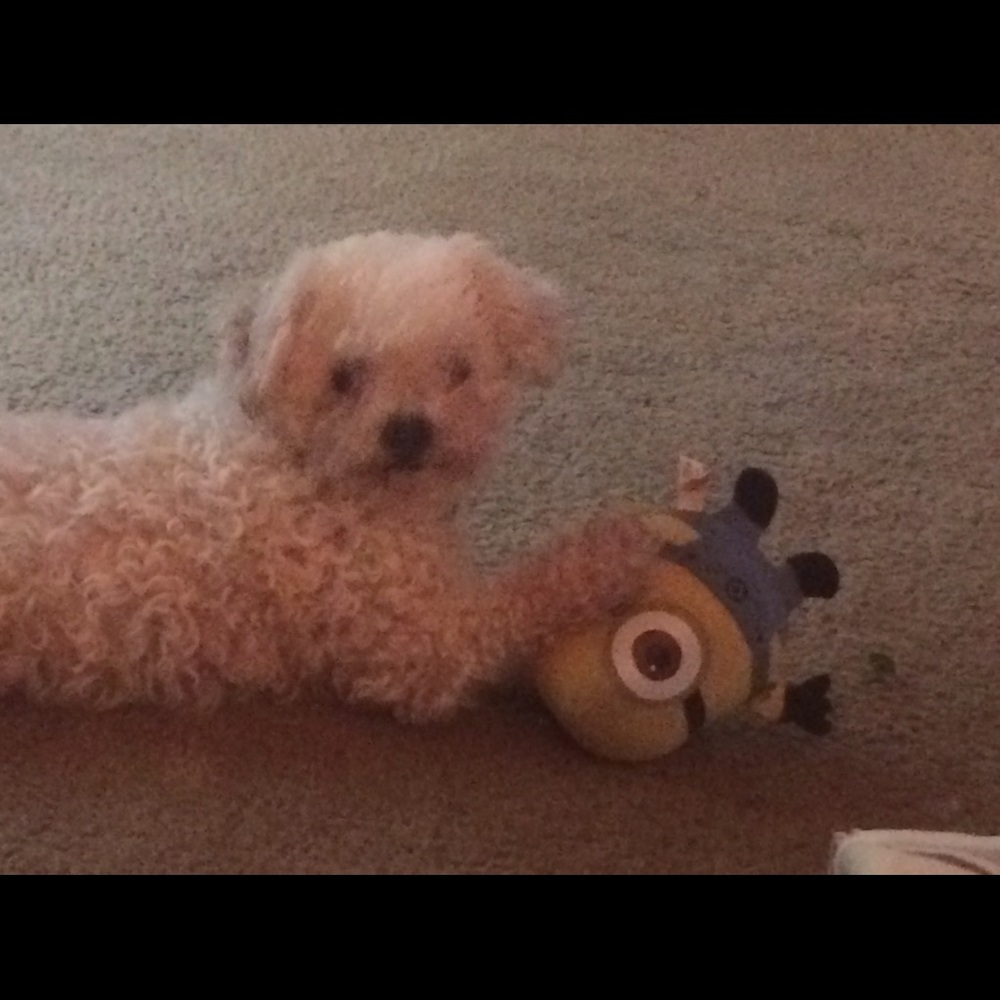 Meet your Posher, Debbie