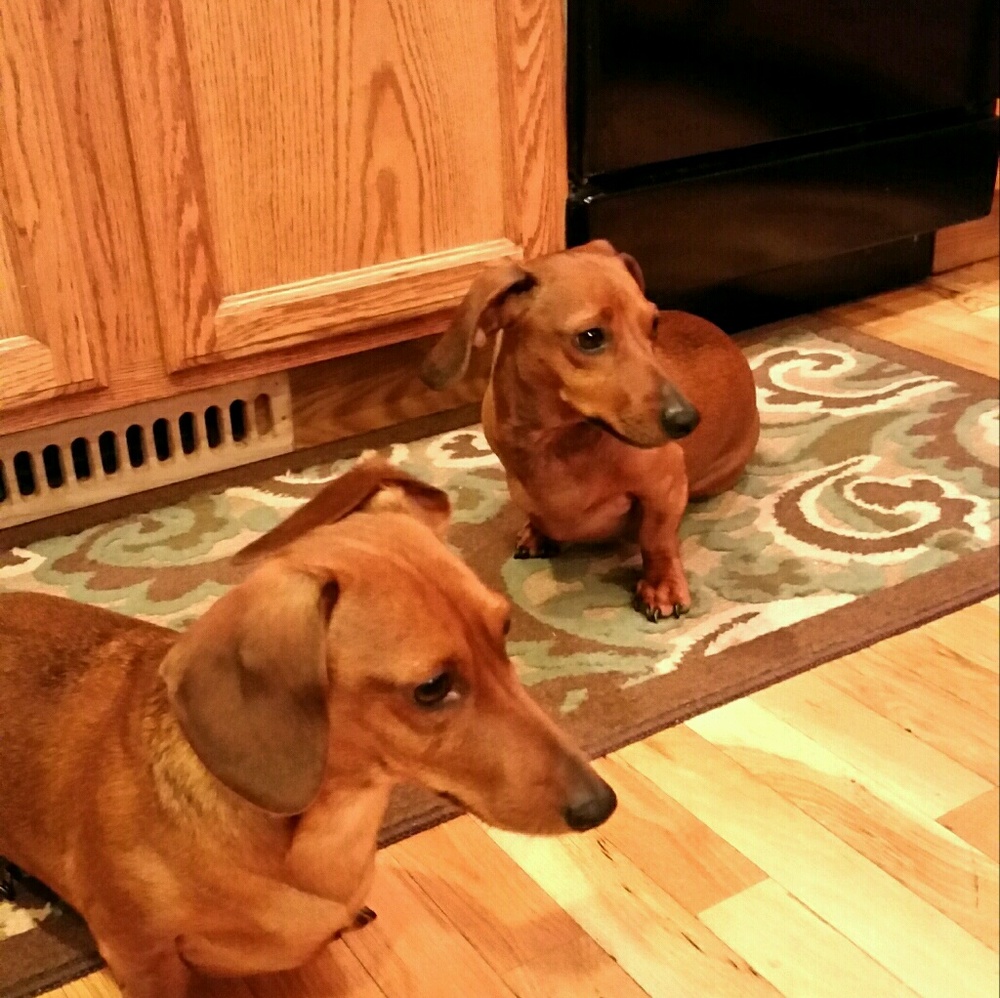 Meet your Posher, Holly