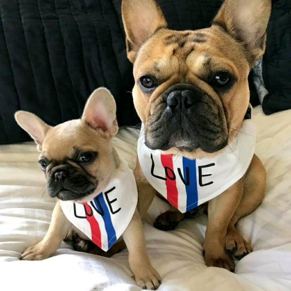 Meet your Posher, Riley - Picture 1 of 1