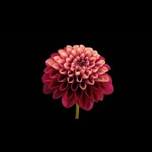 Meet your Posher, Samira