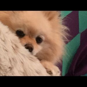 Meet your Posher, Jasmin