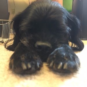 Meet your Posher, Delaney