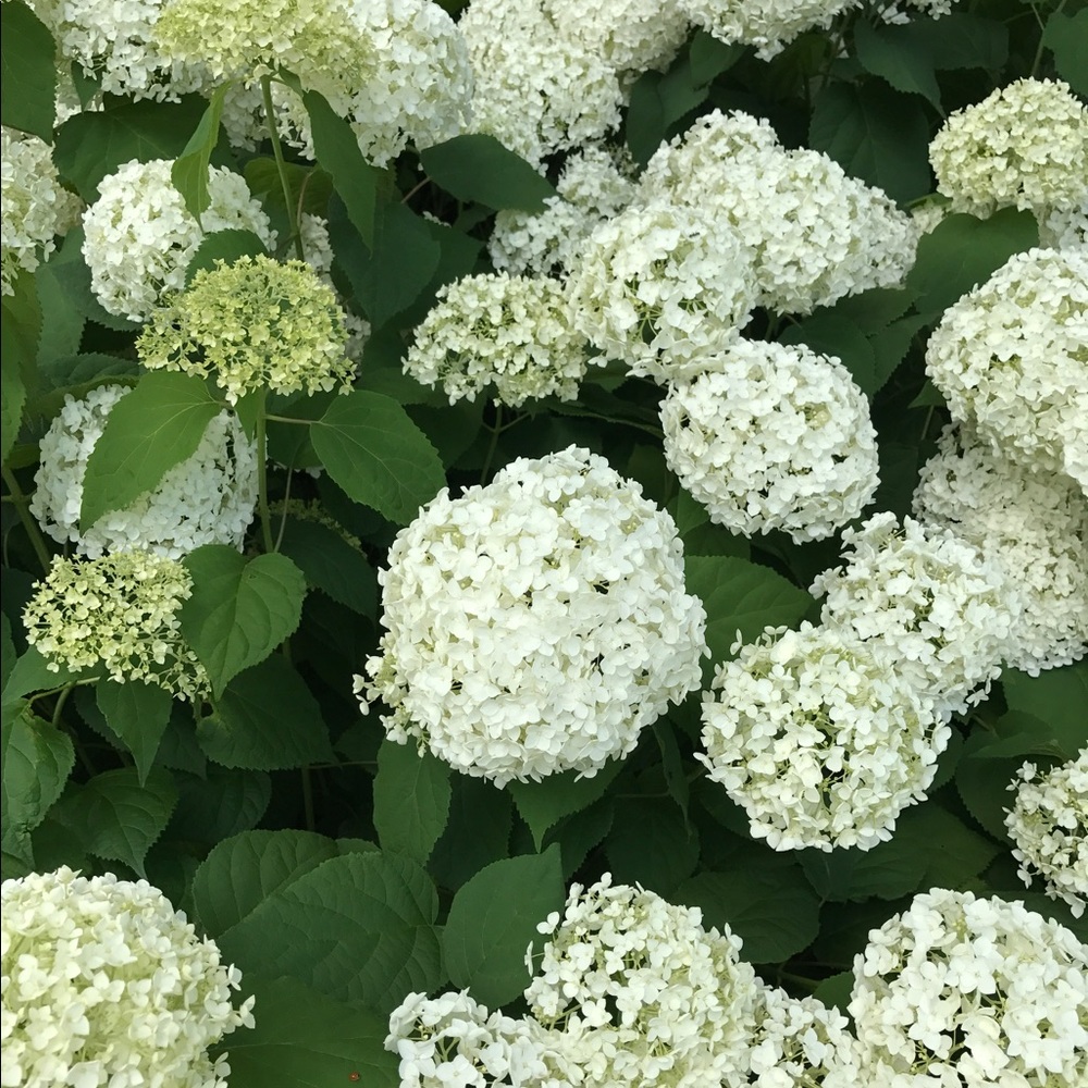 Meet your Posher, Juhe