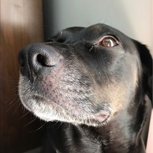 Meet your Posher, Sydney