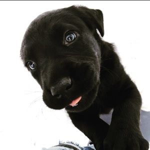 Meet your Posher, Riley