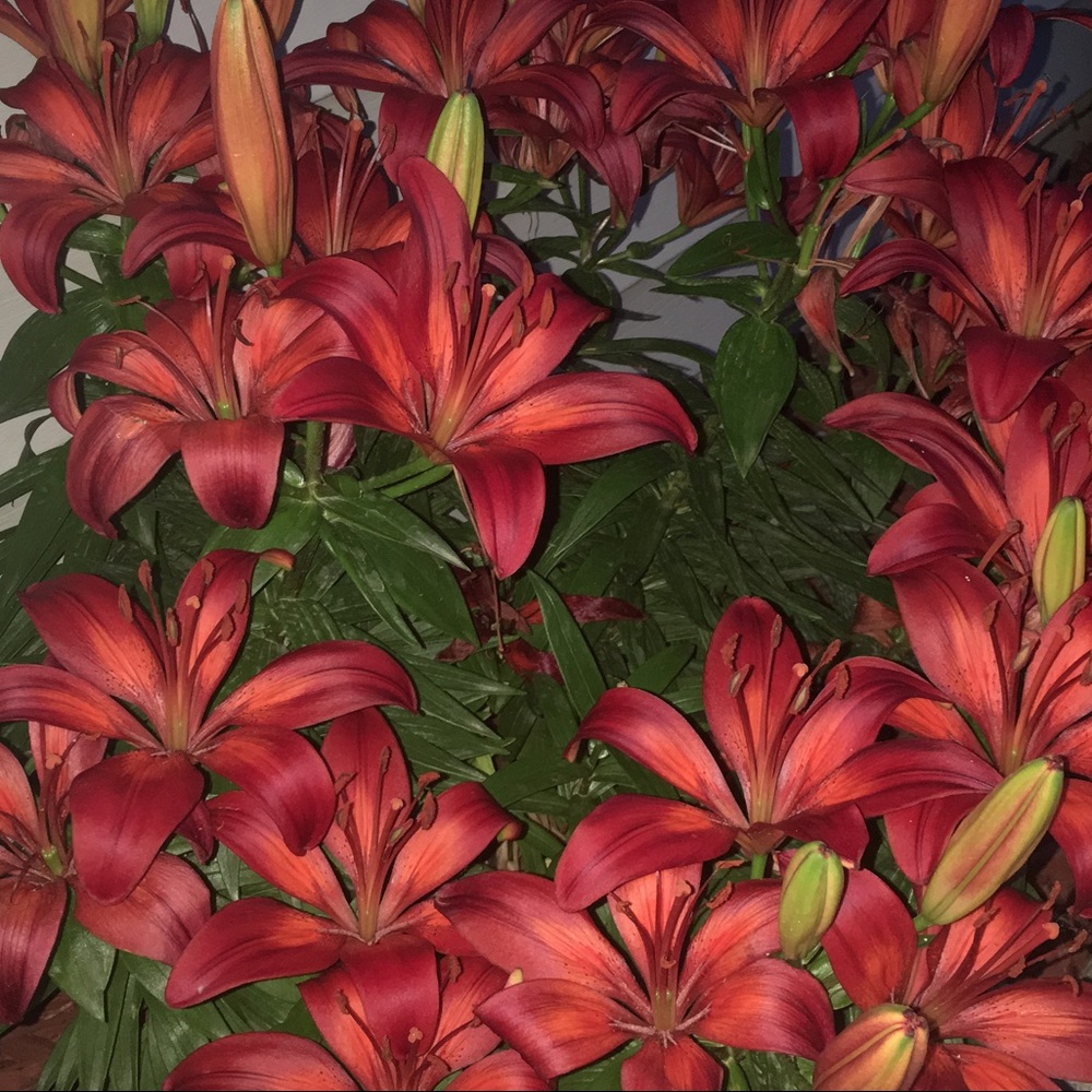 Meet your Posher, ExtreemJulz