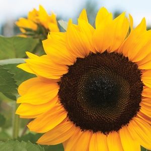 Meet your Posher, Sharayne