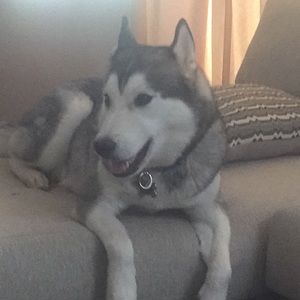 Meet your Posher, Ray