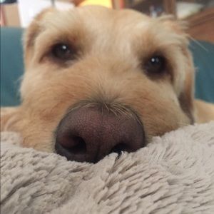 Meet your Posher, Dale