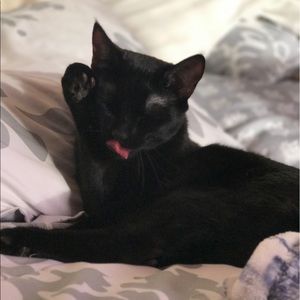 Meet your Posher, Bailey