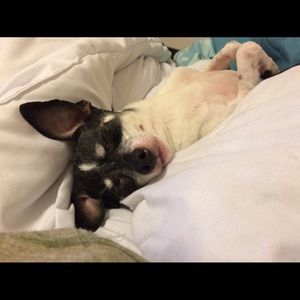 Meet your Posher, Veronica