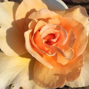 Meet your Posher, Jan