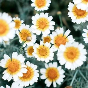 Meet your Posher, Caitlin