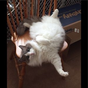 Meet your Posher, Peggy