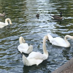 Meet your Posher, Kay