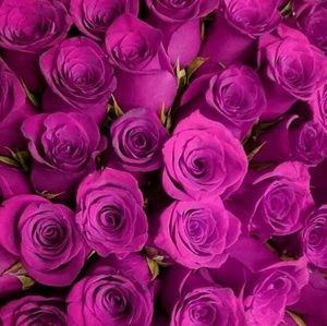 Meet your Posher, Luvy