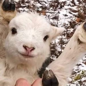 Meet your Posher, Renee