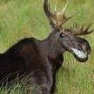 Meet your Posher, Kelley