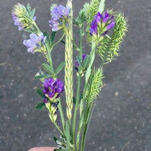 Meet your Posher, Katherina