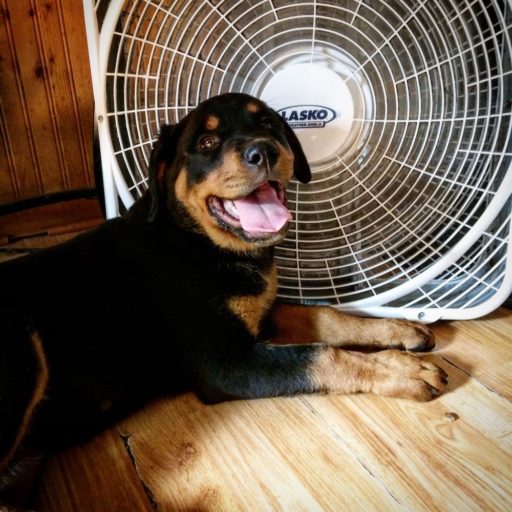 Meet your Posher, Angel