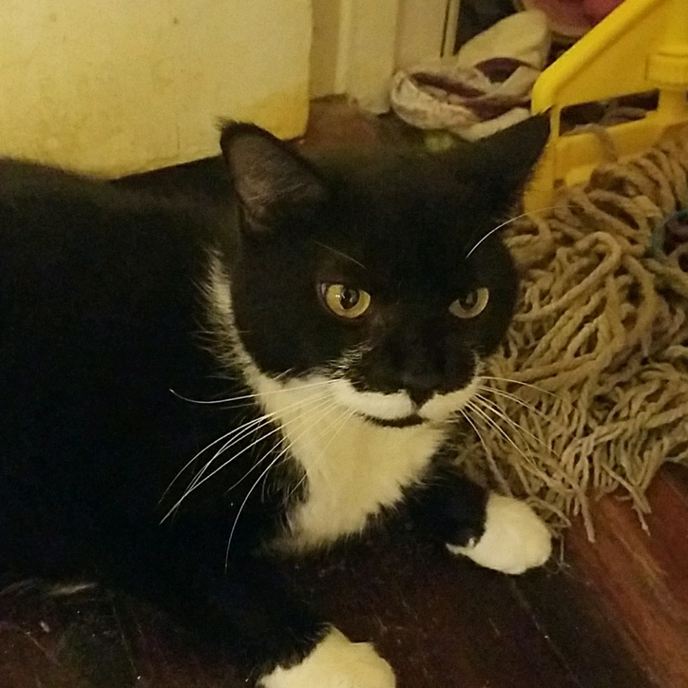 Meet your Posher, Rose