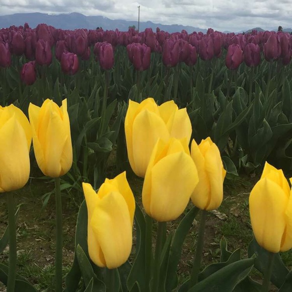 Meet your Posher, Yasmin - Picture 2 of 2