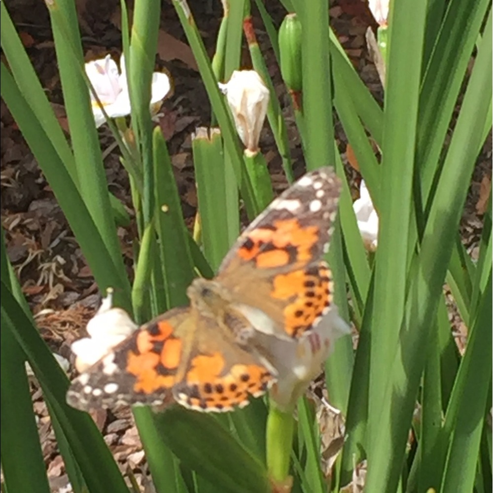 Meet your Posher, Angela