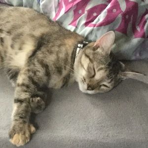 Meet your Posher, Annie