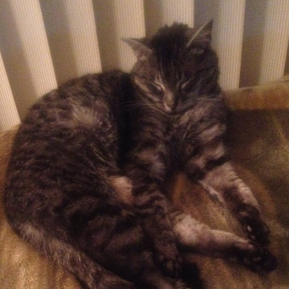 Meet your Posher, Michele