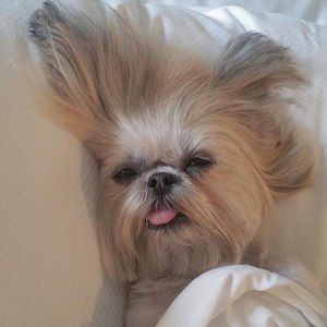 Meet your Posher, Candace