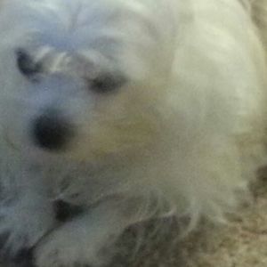 Meet your Posher, Edda