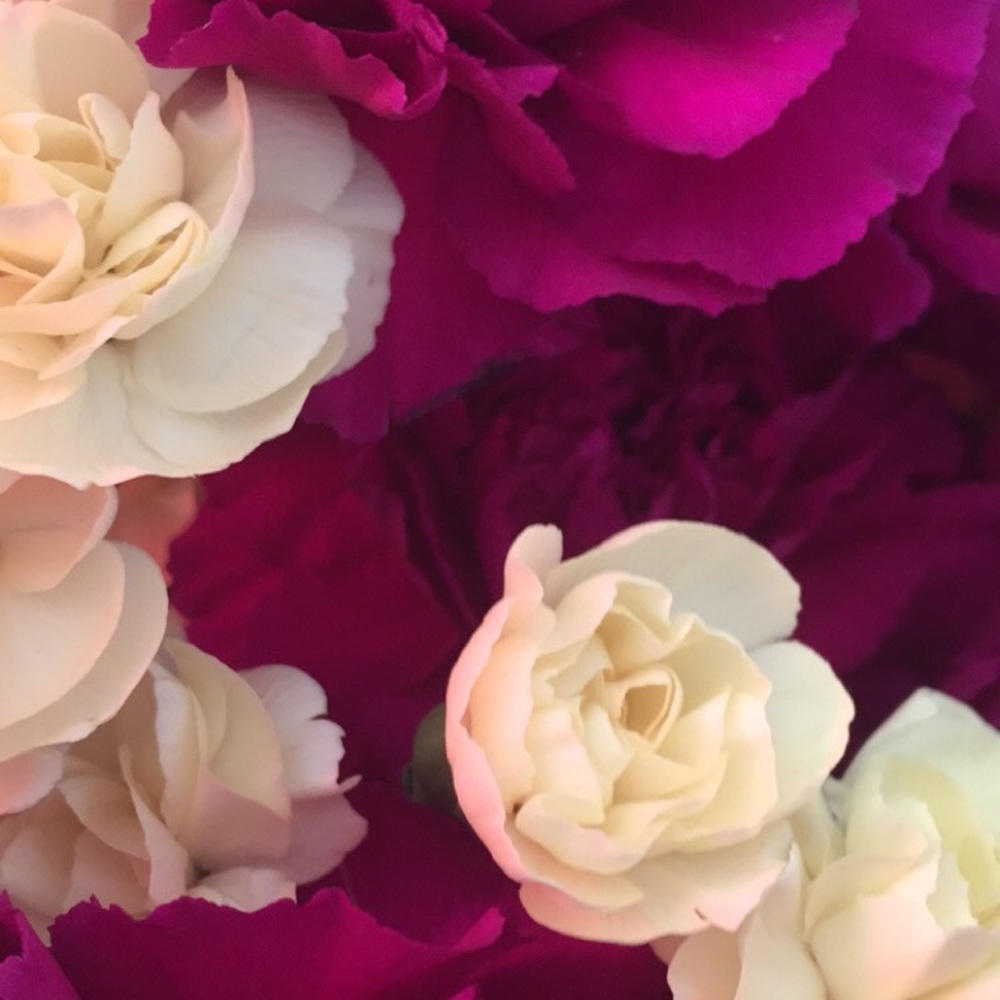 Meet your Posher, Lily