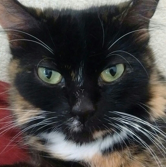 Meet your Posher, Ashleigh - Picture 2 of 2