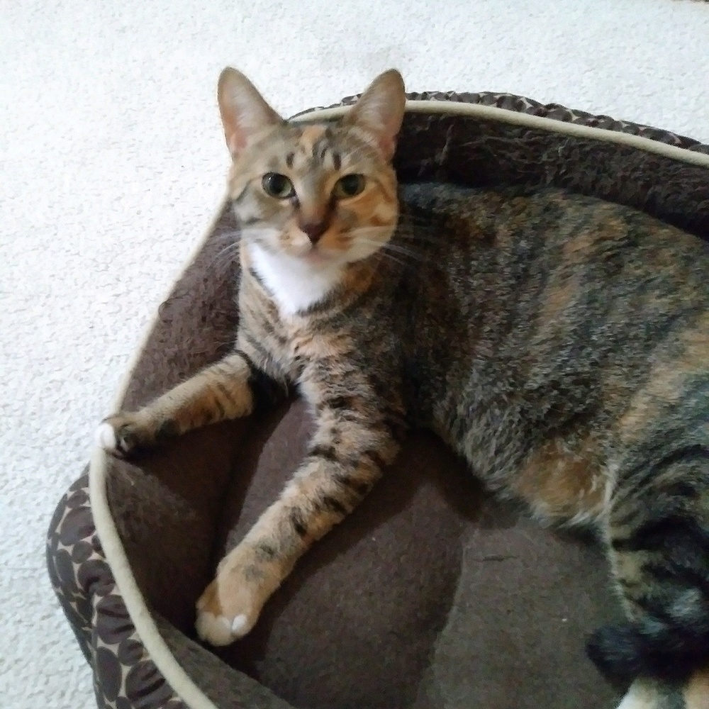 Meet your Posher, Sylvia