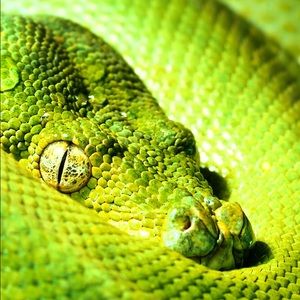 Meet your Posher, Conrad