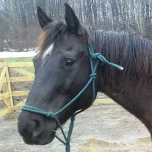 Meet your Posher, Barb