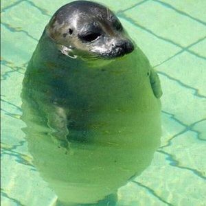 Meet your Posher, Shayne