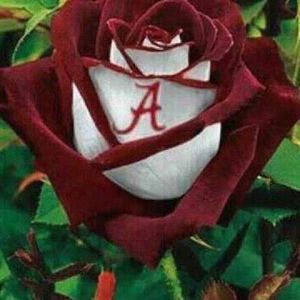 Meet your Posher, Shanta