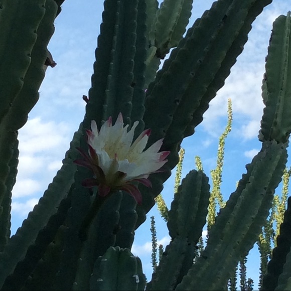 Sassy-tude for Attitudes, Latitudes to Altitudes! - Picture 4 of 9